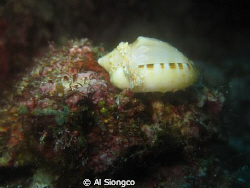A SHELL by Al Siongco 
